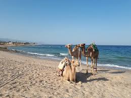 Snorkeling camel riding